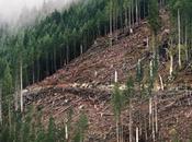 Washington State Allowed Clearcuts Unstable Slope