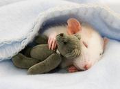 Animals Sleeping Cuddling With Stuffed