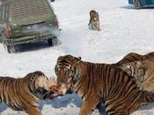 HARBIN, China: China’s Tiger Parks Under Fire from Conservationists, Animal Cruelty Experts
