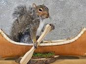 You'll Want This Taxidermy Squirrel
