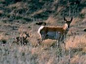 Make Mark Wildlife: Arizona Wildlife Check-off