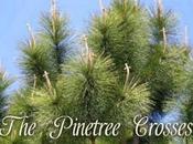 Creation: Pine Tree Crosses