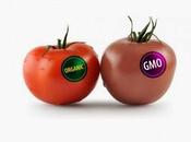 GMOs Contribute Weight Gain