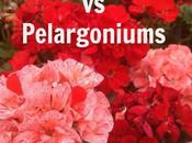 Understanding Geraniums Pelargoniums