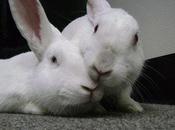 Participate World Week Animals Labs Plan Event.