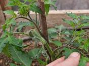 Early De-Shooting Tomato Plants