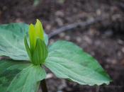 More Good Thing: Propagating Trilliums Other Rhizomatous Plants