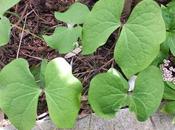 Foliage Follow-Up April 2014