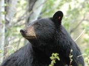 Bear–Including Adult Female Bear–Killed After Woman Bitten Florida