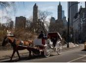 Human Rights Before Animal