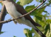 Protect Rare Bird Species from Extinction