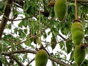 Baobab Fruit Powder: South Africa's Secret Superfruit