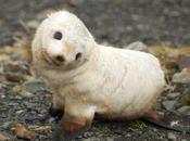 Adorable Animal Accessories Your Cell Phone Need Know About