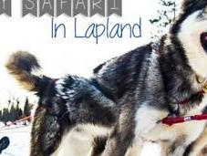 VIDEO: Husky Safari Lapland