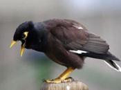 Creation: Kaleo, Amazing Talking Myna Bird
