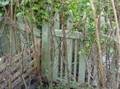 Hornbeam Hazel Sweet Arbour