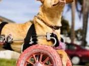 Wheely Adorable! Disabled Recused from Animal Control Uses Pink WHEELCHAIR Walks