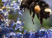 Could Heavy Pollen Season This Spring Help Bees?