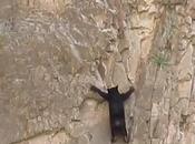 Watch: This Bear Rock Climb Like