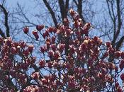 Town, Country, Blossoms,