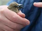 Wildlife Extra News Chernobyl’s Birds Adapting Radiation
