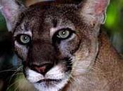 Florida Panthers Other Wildlife Threatened