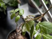 URBAN JUNGLE BLOGGERS Greenery Balcony