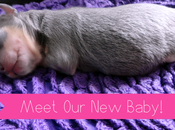 Meet (Chihuahua) Baby!