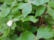 Podophyllum Hexandrum