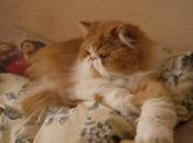 Things Only Owners Know True