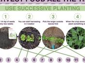 Successive Planting Infographic