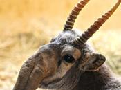 Saiga Antelope