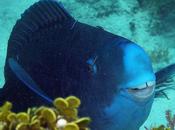 Blue Parrotfish