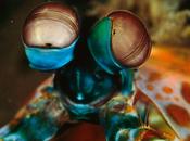 Mantis Shrimp