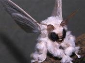 Venezuelan Poodle Moth