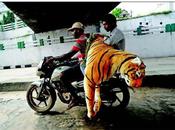 White Tiger Transit Passenger Plane)