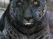 Melanistic Jaguar