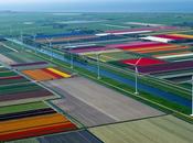 Tulip Fields Netherlands