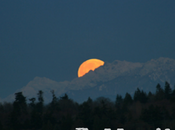 Mind Music: Luna (Full Flower Phinney)