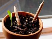 Sprout Pencil Herb Pack