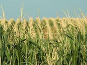 Corn Crop Behaving Badly? Department Agriculture Wants Submachine Guns with Round Magazines