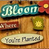 Bloom Where Planted