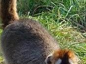 Blind Lemur Able Again Thanks Cataract Surgery Vets