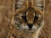 Encourage Conservation Small Wild Cats