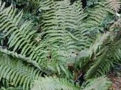 Dryopteris Wallichiana