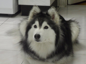 Husky That Learned Moves from Cats