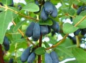 Growing Unusual Fruit: Honeyberries