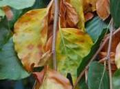 Plant Week: Fagus Sylvatica ‘Pendula’