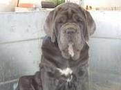 Featured Animal: Neapolitan Mastiff