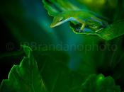 Photographing Variety Life: Large Small